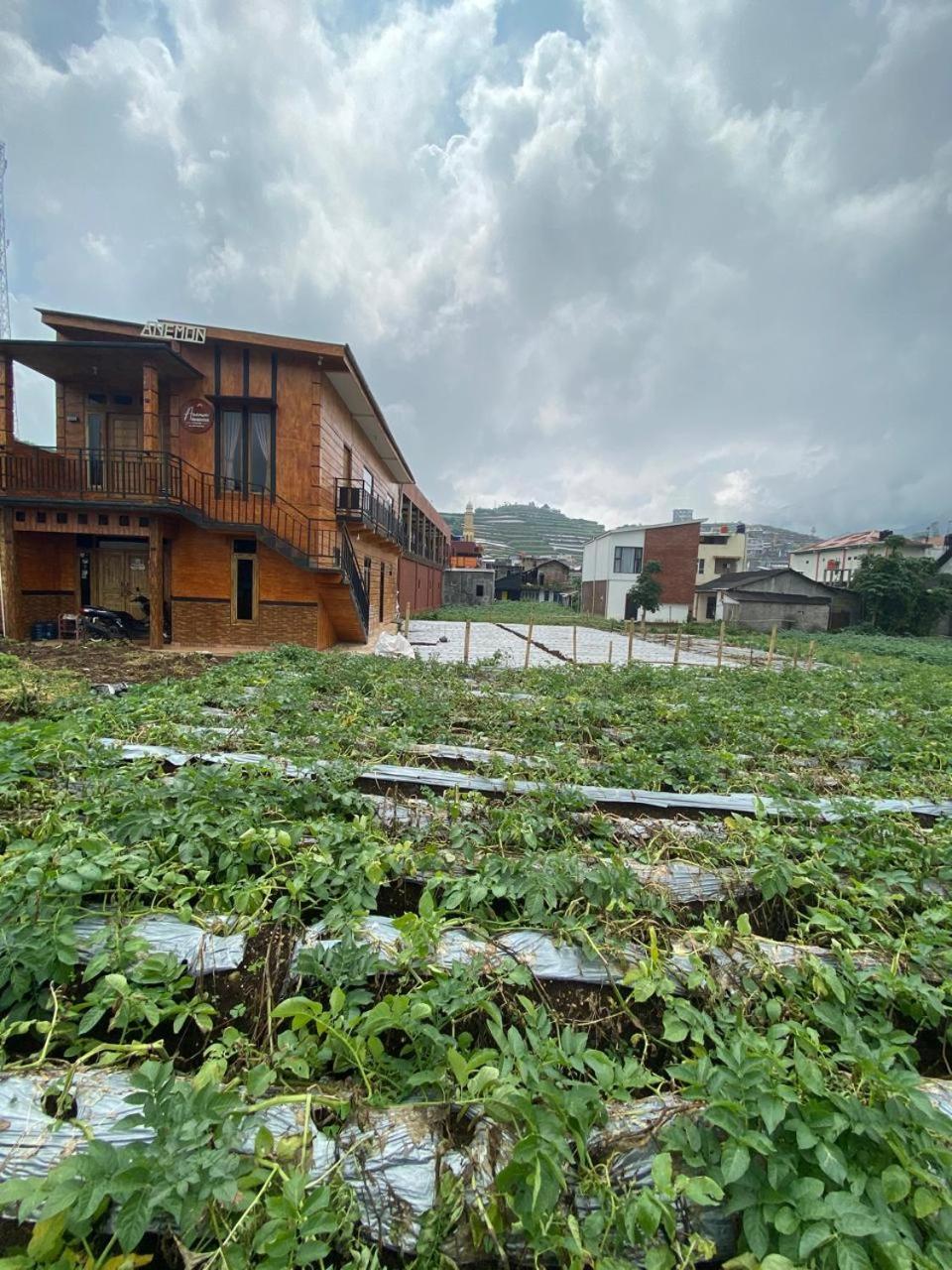 Anemon Dieng Backpacker Exterior foto